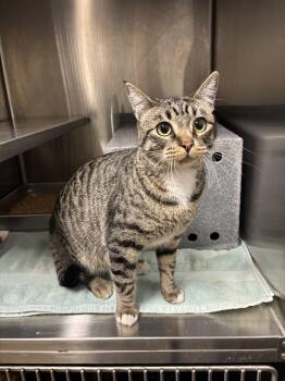 Domestic Short Hair Cats Available for Adoption - Charlie | PetCurious