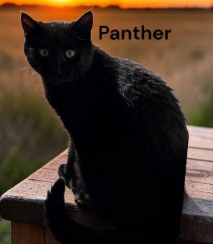 Domestic Short Hair Cats Available for Adoption in Weems, Virginia - Panther | PetCurious