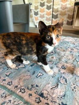 *Hallmark -  Domestic Short Hair Cat for Adoption in Newnan, Georgia - *Hallmark | PetCurious