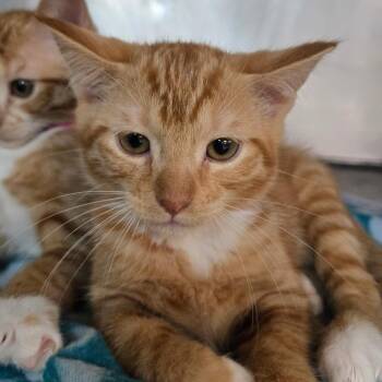 Chalupa -  Domestic Short Hair Cat for Adoption in San Jacinto, California - Chalupa | PetCurious