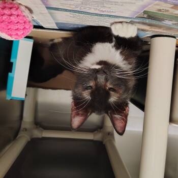 Rescue Domestic Medium Hair Cats for Adoption in Springtown, Texas - Genevieve | PetCurious