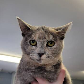 Domestic Short Hair Cats Available for Adoption in Ruckersville, Virginia - Icicle | PetCurious