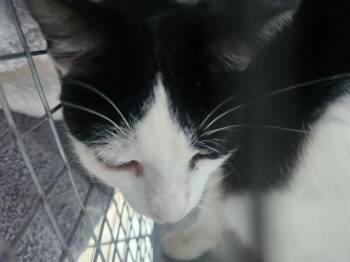 Domestic Short Hair Cats Available for Adoption in Fort Lauderdale, Florida - RIVA | PetCurious