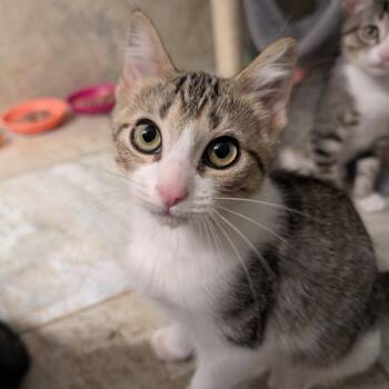 Mason -  Domestic Short Hair Cat for Adoption in Columbiana, Alabama - Mason | PetCurious