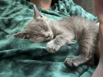 Ruffles -  Domestic Medium Hair Cat for Adoption in Virginia Beach, Virginia - Ruffles | PetCurious