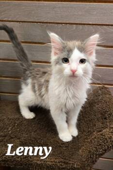 Lenny -  Domestic Long Hair Cat for Adoption in Sidney, Ohio - Lenny | PetCurious
