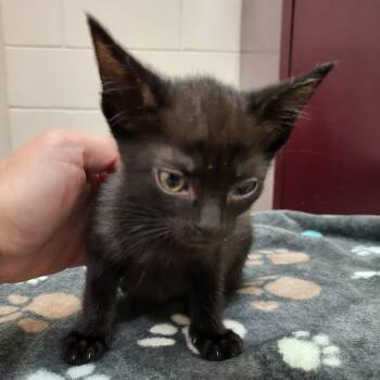 Zendaya -  Domestic Short Hair Cat for Adoption in Lake Panasoffkee, Florida - Zendaya | PetCurious
