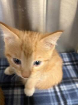 Nice -  Domestic Short Hair Cat for Adoption in Atlanta, Georgia - Nice | PetCurious