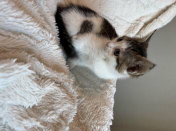 Domestic Short Hair Cats Available for Adoption - Penny  | PetCurious