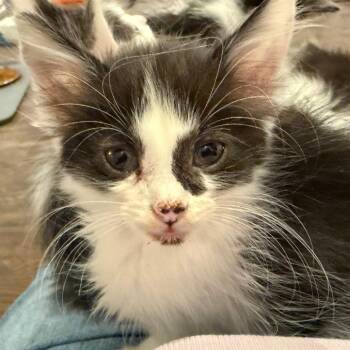 Thor -  Domestic Long Hair Cat for Adoption in Ferndale, Michigan - Thor | PetCurious