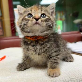 Mantis -  Domestic Short Hair Cat for Adoption in Shinnston, West Virginia - Mantis | PetCurious