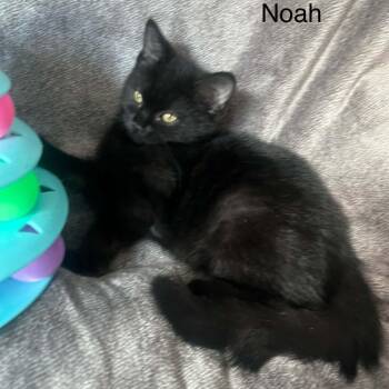 Noah -  Bombay and Domestic Medium Hair Cat for Adoption in Wyandotte, Michigan - Noah | PetCurious