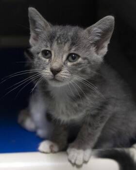 Elanor -  Domestic Short Hair and American Shorthair Cat for Adoption in Bedford, Indiana - Elanor | PetCurious