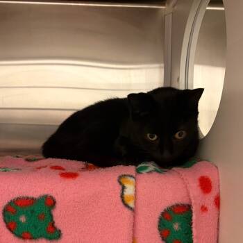 Rescue Domestic Short Hair Cats for Adoption in Council Bluffs, Iowa - Martha Washington | PetCurious