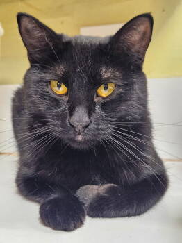Rescue Domestic Short Hair Cats for Adoption in Dallas, Texas - Black Pearl | PetCurious