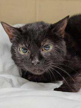 Domestic Short Hair Cats Available for Adoption in Kingsland, Georgia - Giblet | PetCurious