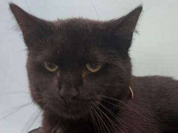 Eli -  Domestic Medium Hair and Domestic Short Hair Cat for Adoption in Woodbury, Minnesota - Eli | PetCurious