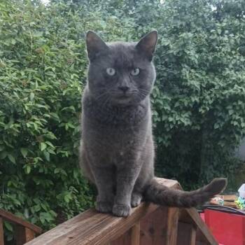 Casserole -  Domestic Short Hair Cat for Adoption in Bloomington, Illinois - Casserole | PetCurious