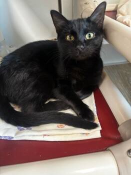 Paula -  Domestic Short Hair Cat for Adoption in Corpus Christi, Texas - Paula | PetCurious