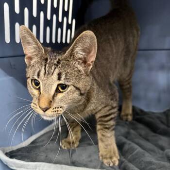 Julian -  Domestic Short Hair Cat for Adoption in Bismarck, North Dakota - Julian | PetCurious