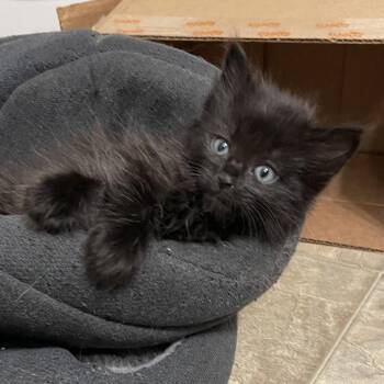Domestic Short Hair Cats Available for Adoption in Springboro, Ohio - Jellybean | PetCurious