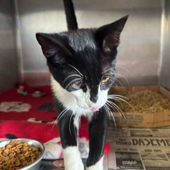 Rescue Domestic Short Hair Cats for Adoption in Fairfax Station, Virginia - Cream | PetCurious