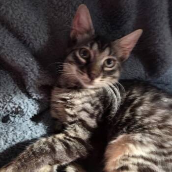 Rescue Domestic Short Hair Cats for Adoption in Warren, New Jersey - Onix | PetCurious