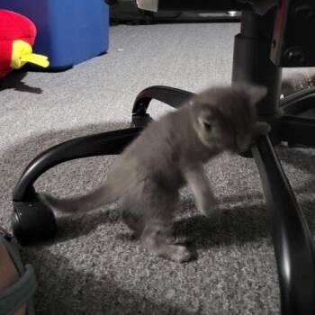 Matcha -  Domestic Short Hair Cat for Adoption in Tampa, Florida - Matcha | PetCurious