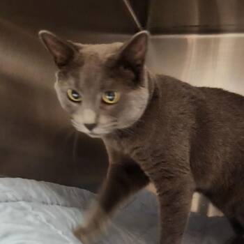 Lavender Latte -  Domestic Short Hair Cat for Adoption in York, Pennsylvania - Lavender Latte | PetCurious