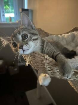 Diamond -  Domestic Short Hair Cat for Adoption in Dayton, Minnesota - Diamond | PetCurious