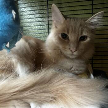Jack -  Domestic Medium Hair Cat for Adoption in Eugene, Oregon - Jack | PetCurious