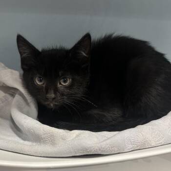 Pepperjack -  Domestic Short Hair Cat for Adoption in Chattanooga, Tennessee - Pepperjack | PetCurious