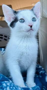 Rescue Domestic Short Hair Cats for Adoption in Beaverton, Oregon - Selene- Bonded With Spirit | PetCurious