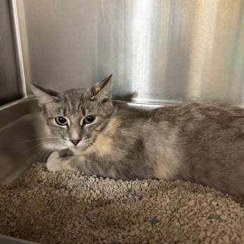 Melinda -  Domestic Short Hair Cat for Adoption in Salt Lake City, Utah - Melinda | PetCurious