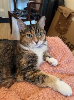 Rescue Torbie and Tabby Cats for Adoption in Hillsboro, Oregon - Petunia Grace #1776 -Offered By Owner -Senior Gal | PetCurious
