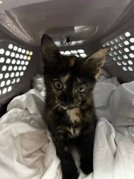 Sam -  Domestic Short Hair Cat for Adoption in Chamblee, Georgia - Sam | PetCurious