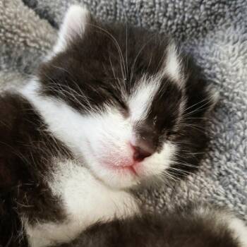 Surprise -  Domestic Short Hair Cat for Adoption in New York, New York - Surprise | PetCurious