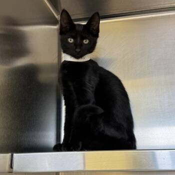 Mandrake -  Domestic Short Hair Cat for Adoption in Richmond, Virginia - Mandrake | PetCurious