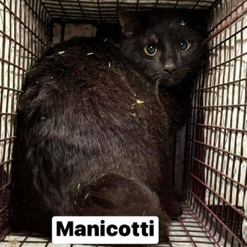 Domestic Short Hair Cats Available for Adoption in Philadelphia, Pennsylvania - Manicotti | PetCurious