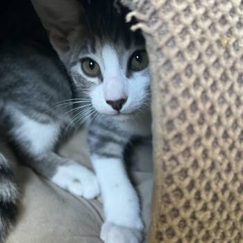 Gizmo -  Tabby and Egyptian Mau Cat for Adoption in Palm Desert, California - Gizmo | PetCurious