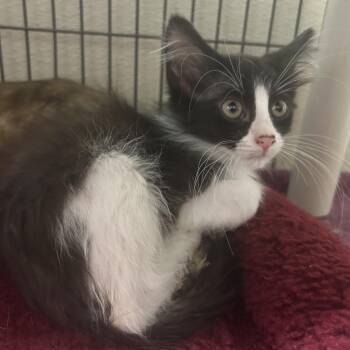 Fluffball -  Domestic Long Hair Cat for Adoption in Columbus, North Carolina - Fluffball | PetCurious