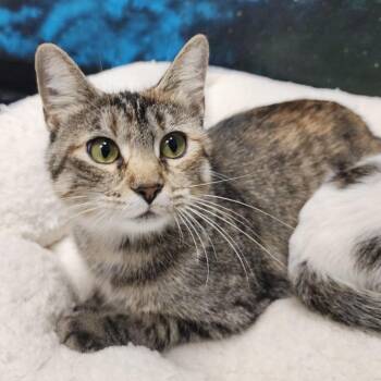 She-Ra -  Domestic Short Hair Cat Available for Adoption in Dixon, Illinois - She-Ra | PetCurious