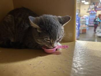 Domestic Short Hair Cats Available for Adoption in Dayton, Minnesota - Leeta | PetCurious