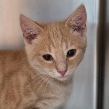 George -  Domestic Short Hair Cat for Adoption in Buellton, California - George | PetCurious