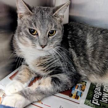 Rescue Domestic Medium Hair Cats for Adoption in Springfield, Illinois - Sweet | PetCurious