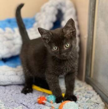 61203634 -  Domestic Short Hair Cat for Adoption in Elko, Nevada - 61203634 | PetCurious
