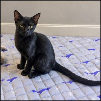 Neo -  Domestic Short Hair Cat for Adoption in Roswell, Georgia - Neo | PetCurious