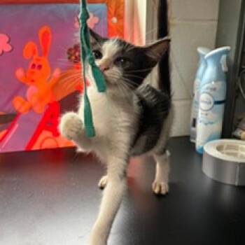 Tux -  Domestic Short Hair Cat for Adoption in League City, Texas - Tux | PetCurious