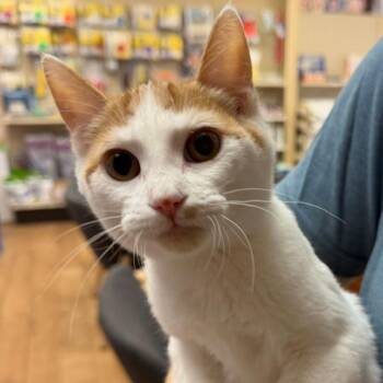 Parade *Meet me at Lakeville Petsmart* -  Domestic Short Hair Cat for Adoption in Buffalo, Minnesota - Parade *Meet Me At Lakeville Petsmart* | PetCurious