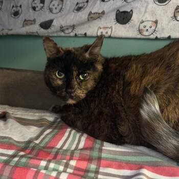 Big love -  Domestic Short Hair Cat for Adoption in Buffalo, New York - Big Love | PetCurious